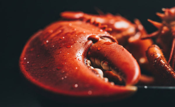 Straight deep sea harvest, zero filler, pure thick lobster meat.